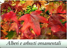 Alberi e arbusti ornamentali