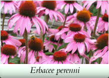 Erbacee perenni