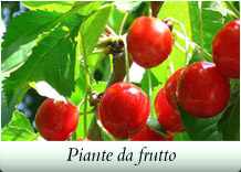 Piante da frutto