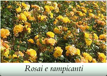 Rosai e rampicanti